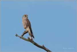 <p>POŠTOLKA OBECNÁ (Falco tinnunculus) /Common kestrel - Turmfalke/</p>